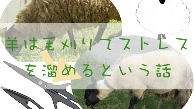 羊の毛刈りTop画像